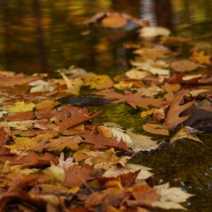 Leaves on a Stream (Mindfulness of Thoughts)